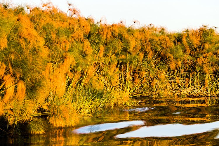 BWA NW OkavangoDelta 2016DEC01 Nguma 056